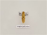 藏品(藍緣苔蛾)的圖片